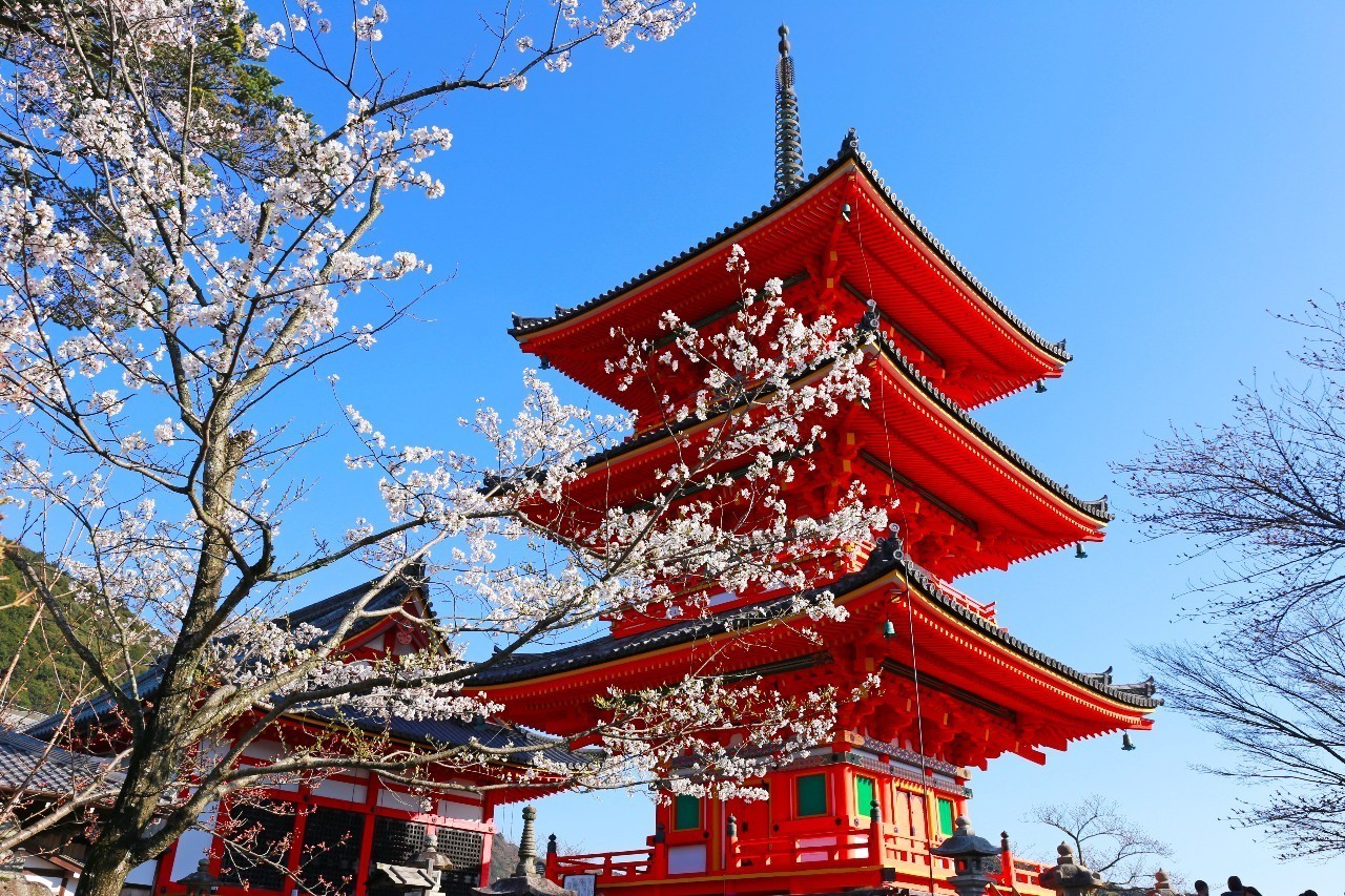 去清水寺看樱花雨 日本