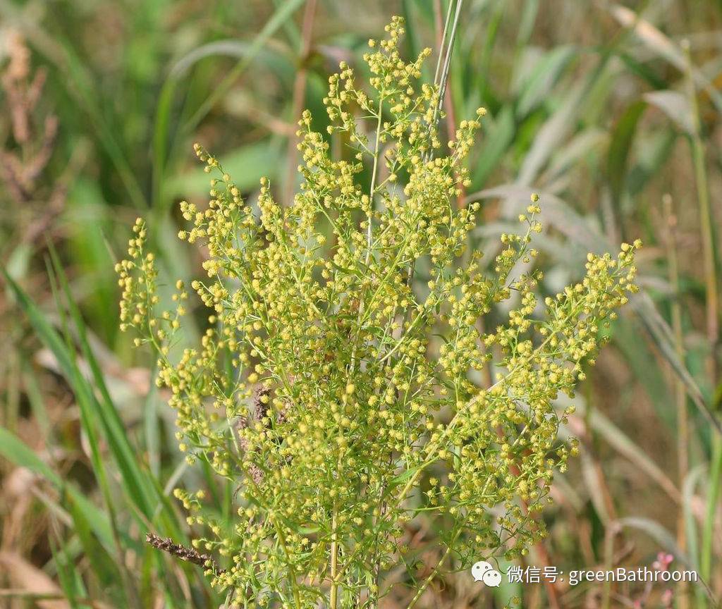 苦艾( artemisia absinthium),菊科蒿属 点击图片或链接,复习苦艾酒